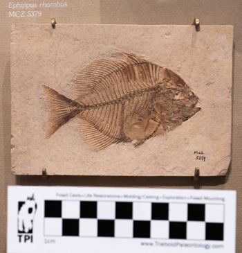 Media type: image;   Vertebrate Paleontology VPF-5379 Description: Photograph of the skeleton in right lateral view of MCZ VPF-5379. On exhibit in the HMNH Romer Hall.;  Aspect: lateral